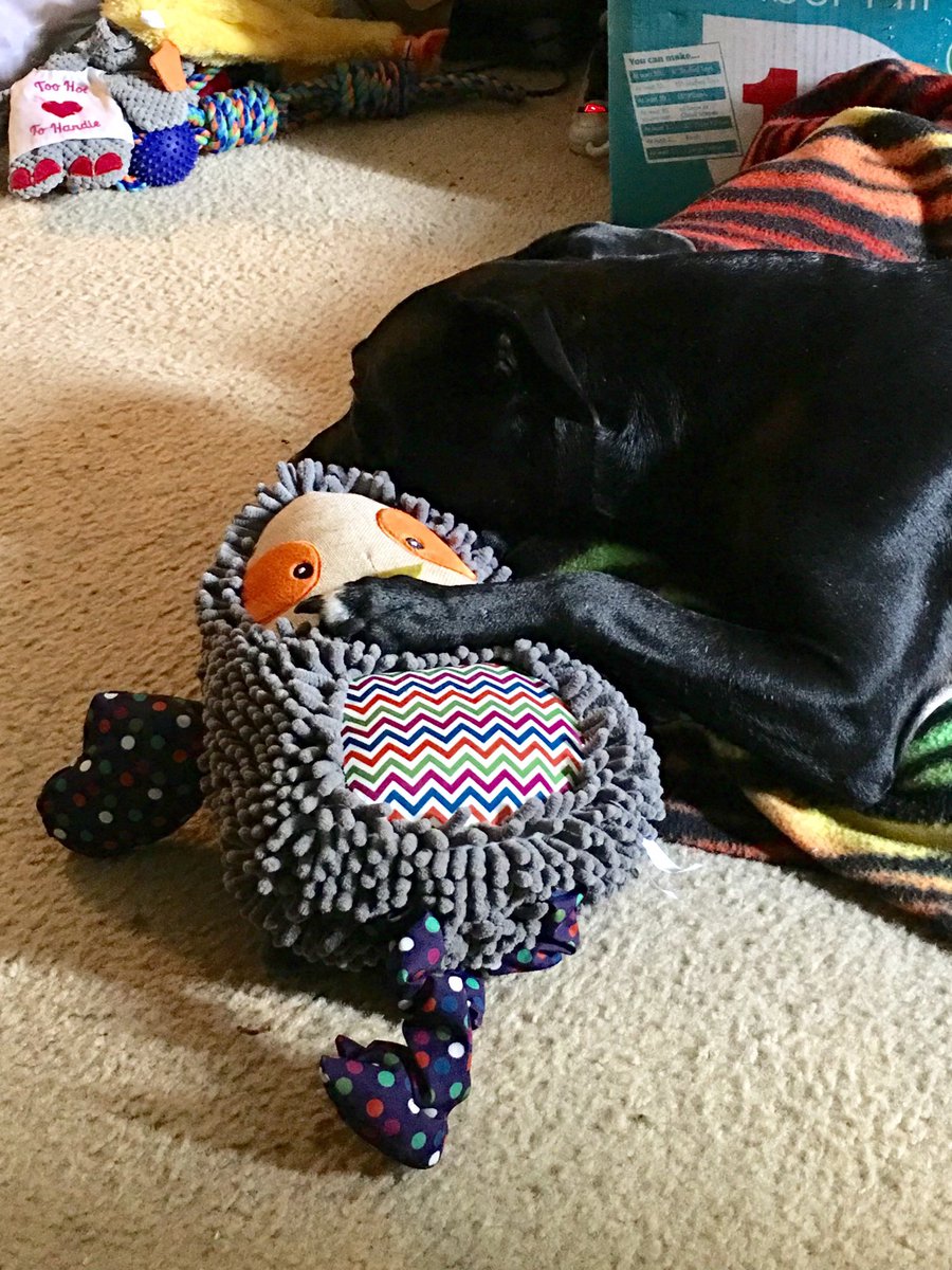 kelthecelt's tweet photo. Fly high my love. You were my rock and saved me as much as I saved you. You were the best dog anyone could have asked for and I will love you forever. https://t.co/VrArxxJEWz