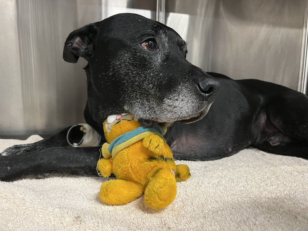 kelthecelt's tweet photo. Fly high my love. You were my rock and saved me as much as I saved you. You were the best dog anyone could have asked for and I will love you forever. https://t.co/VrArxxJEWz