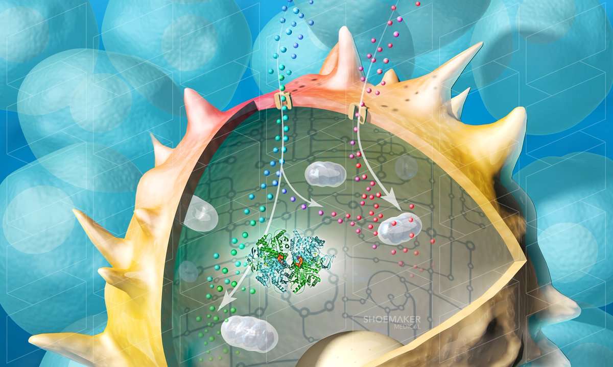 Medillustrates's tweet image. Cover illustration of a cancer cell by @ShoemakerMed for a manuscript in Chemistry and Biology, commissioned by Agios Pharmaceuticals.

Explore more: buff.ly/319miqp 

#cancercell #cellbiology #coverart #editorialillustration #oncology #3D #medicalillustration #sciart
