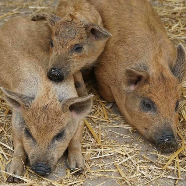 TSpolu's tweet photo. 🐗 VYŠKOV 🐖 | V ZOO PARKu ve Vyškově ve výběhu u Babiččina dvorečku můžete zahlédnout selátka mangalica. Narodila se 21. dubna. 
zdroj: ZOO PARK Vyškov
#televizespolu #tvspolu #vyskov #zoo #mladata #prasatka https://t.co/fHkTDQpFCV