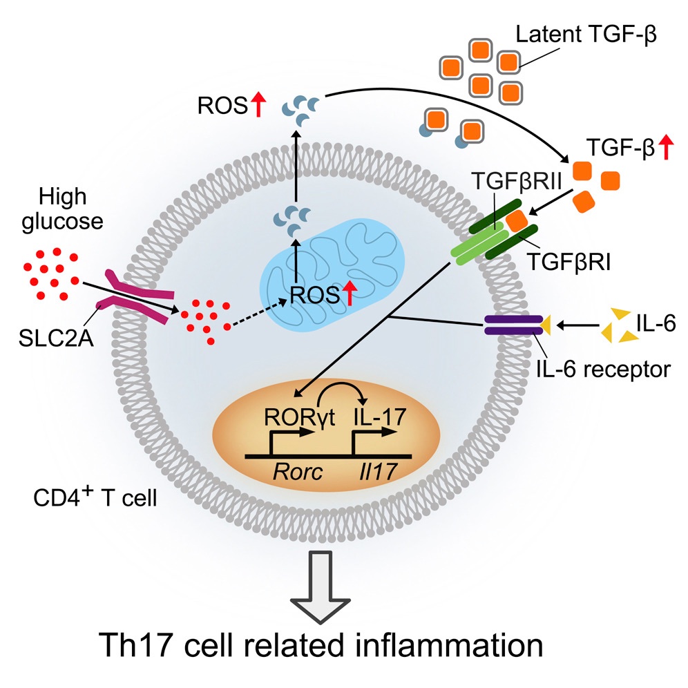 agingdoc1's tweet photo. High Glucose Intake Exacerbates Autoimmunity through Reactive-Oxygen-Species-Mediated TGF-β Cytokine Activation

https://t.co/69TjIgruQm https://t.co/y19jDaxqPV