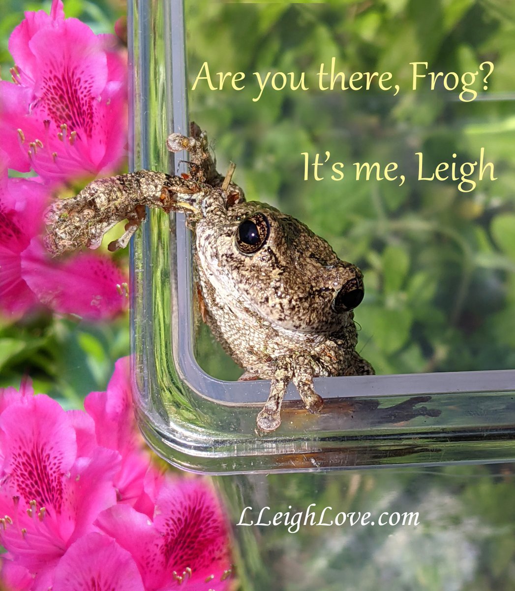 LLeighLove's tweet photo. Me in the Summer time.
#froglove, #humanfrogalliance, #toads, #frogs, #naturelovers, #backyardgarden, #writingcommunity, #indieauthors https://t.co/pZLwkSEMKa