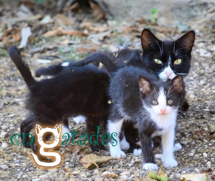 enGatadas_AB's tweet photo. Pesticidas, caza, macrogranjas, alambradas, incendios, plásticos, vertidos en ríos y mares… un sinfín de tropelías contra el planeta y resulta que los gatos son una amenaza para la #biodiversidad: ¡dejad de ser altavoz de “intereses”!
#equipogatos @laSextaTV @EqInvestigacion https://t.co/kDG5uAqwRL