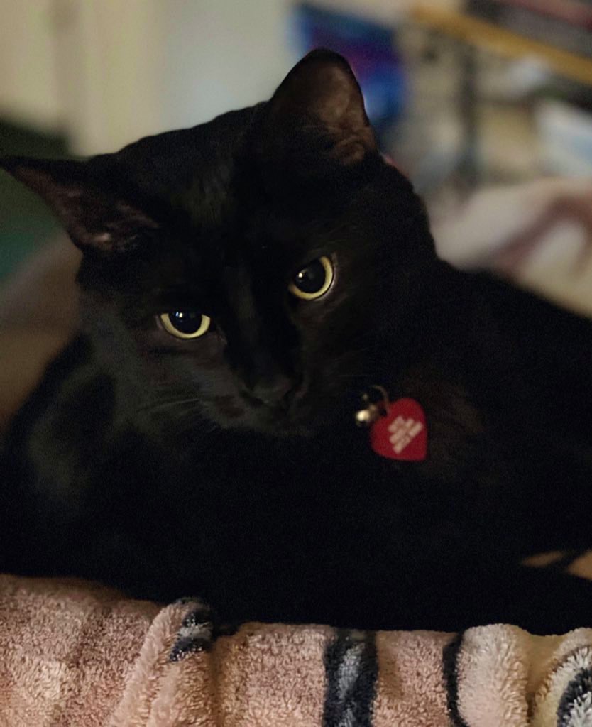 WinnRebecca's tweet photo. if you see this tweet, qt with the most recent photo you took of your pet, no cheating https://t.co/OhrhYHixDc