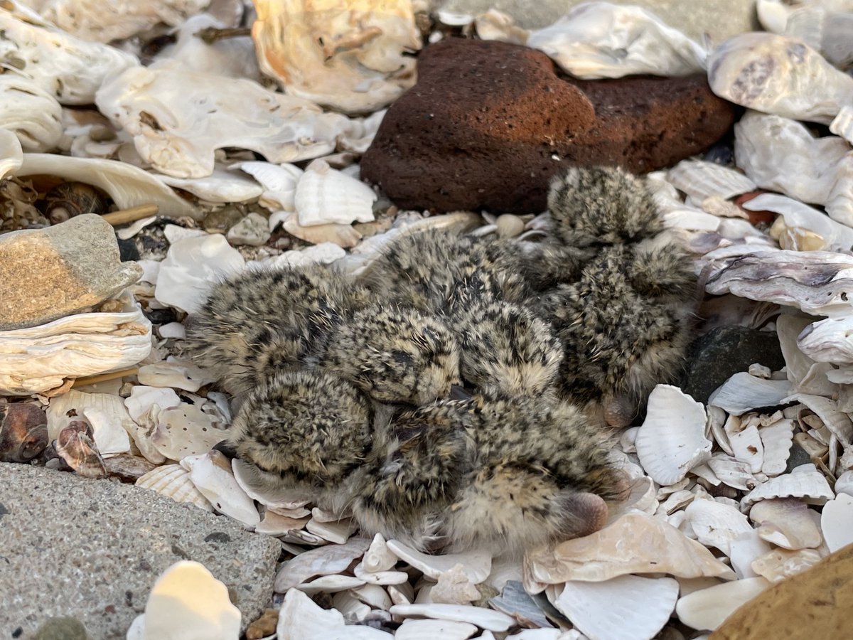 WilcoJacobusse's tweet photo. Yes, het is deze bontbekplevieren gelukt om hun eieren uit te broeden op een strandje langs de Oosterschelde. 🥳🐣. Prachtig, maar heel kwetsbaar. Momenteel liggen er op diverse strandjes en dijken nestjes van bontbek- en strandplevieren. Neem voldoende afstand en 🐶 aan de lijn! https://t.co/nRxD9hdZ0j