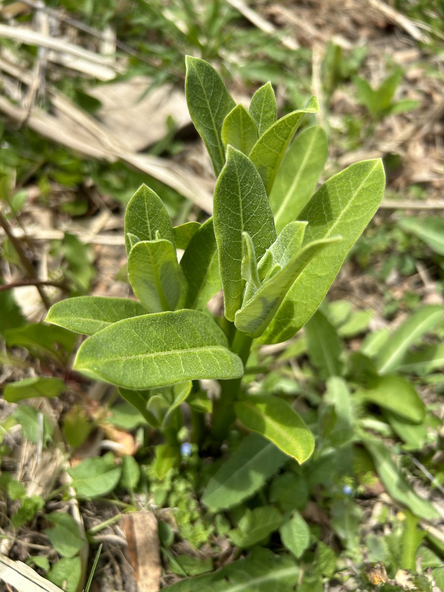 Keeping my eyes on the sky!! Common milkweed is up and ready in South Western Ontario! #milkweed #monarchwatch #waystation16788