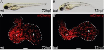 Muscle Cell News (@musclecellnews) on Twitter photo 🥼 Dr. Stephen Just's team from <a href="/uni_ulm/">Universität Ulm</a> suggests a critical role of Hdac1 in maintaining both, regular G1/S and G2/M phase transition in #cardiomyocytes by 🎮 controlling the expression of essential cell cycle regulators.
<a href="/BBRCME/">Biochemical & Biophysical Research Communications</a> | bit.ly/3VVEnTi 🥼 Dr. Stephen Just's team from <a href="/uni_ulm/">Universität Ulm</a> suggests a critical role of Hdac1 in maintaining both, regular G1/S and G2/M phase transition in #cardiomyocytes by 🎮 controlling the expression of essential cell cycle regulators.
<a href="/BBRCME/">Biochemical & Biophysical Research Communications</a> | bit.ly/3VVEnTi