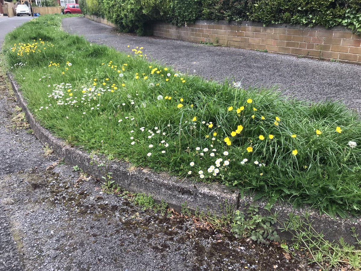 Good to see some #NoMowMay on a street in Ripon today #biodiversity #pollinator friendly