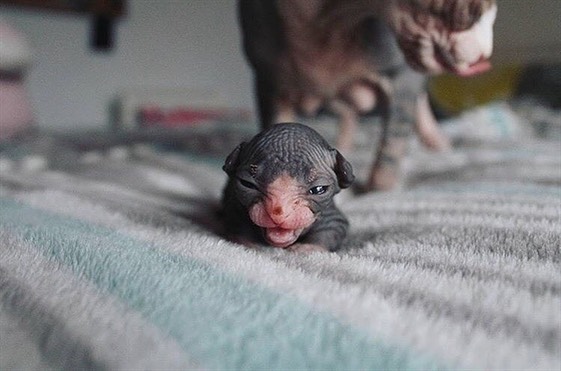 Mama, I'm almost there

#babysphynx #hairlesscats #bambinokitten #nakedcats #bambinocat #sphynxunlimited #nakedcat #sphynxswag #sphynxfeature #sphynx_cat #sphynxlover #sphynxcat_feature #bambinosphynx #sphynxlover_feature #sphynxmyworld #rarecats #sphynxmylove #oddeyedsphynx