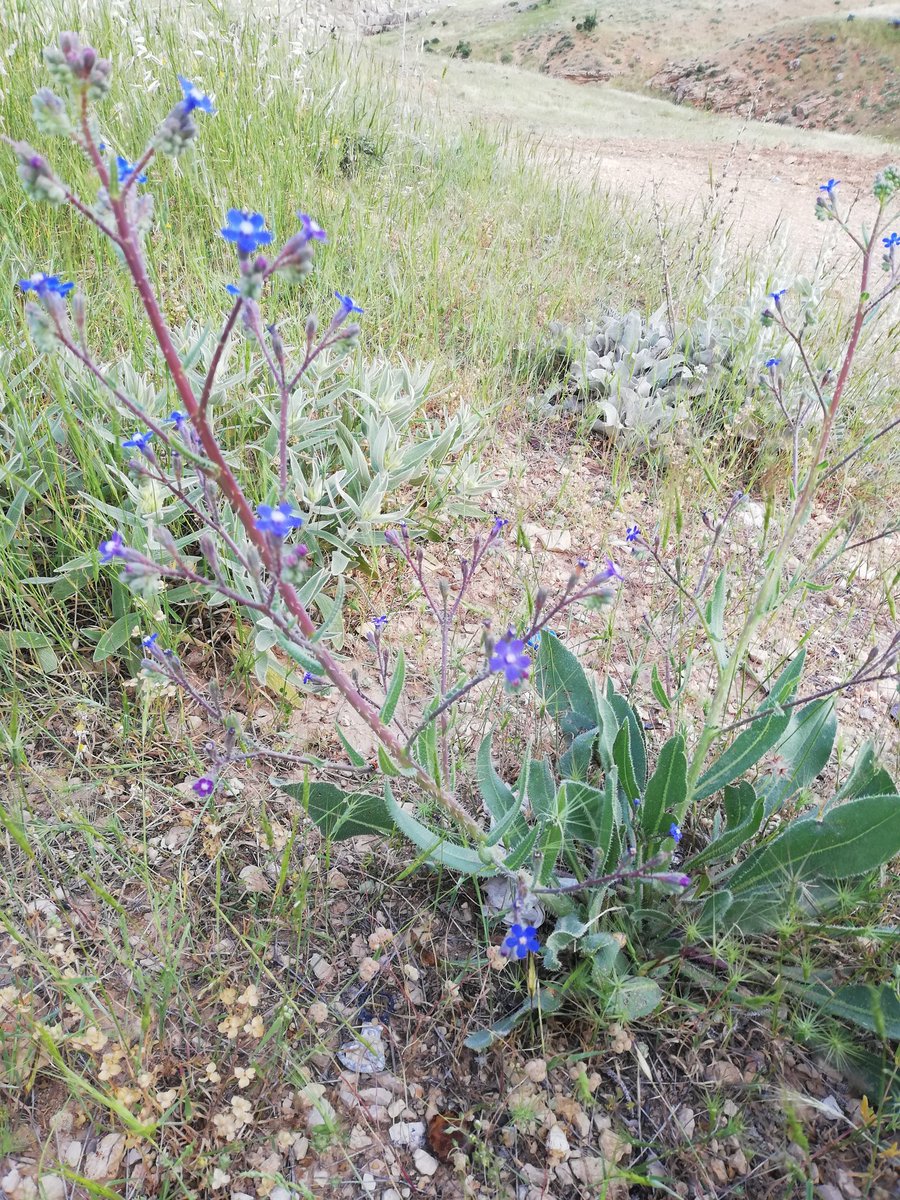 Guriz (Güriz)

#Mêrdîn