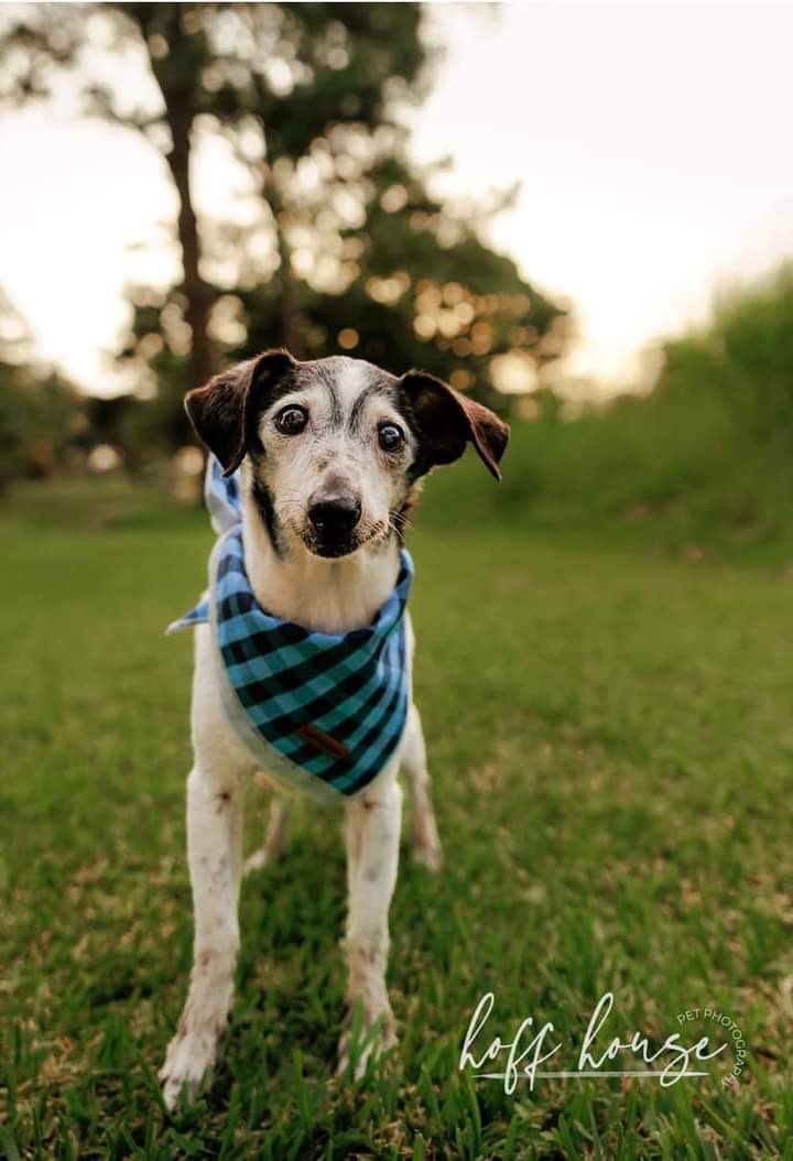 This is Chester. He was adopted at 17 years old. Now he's 22 and still amazingly healthy. His family says he's a blessing and they're honored to be this sweet gentleman's forever home. 14/10 #SeniorPupSaturday