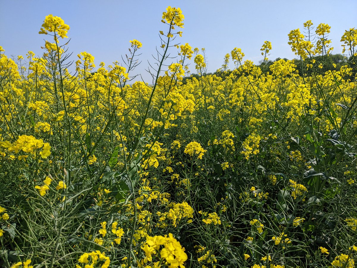 Apparently this is a footpath! I'm totally covered in pollen. 

#Hampshire #oilseedrape #footpaths