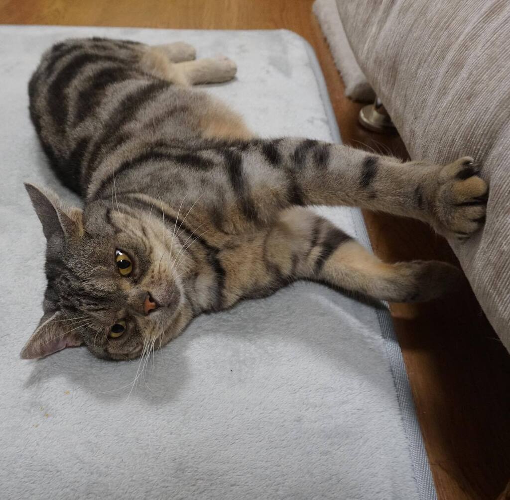 lay_cat_cat's tweet photo. ストレッチでもしてる風・・・上半身だけ😆
・
・
#cat  #cats #instacat #catstagram #meow  #catlover #猫 #ねこ #neko #にゃんこ #ネコ #ねこ部 #mycat #にゃんすたぐらむ #猫好きさんと繋がりたい #アメショー https://t.co/dAmAdOheT0 https://t.co/mygntWd16r