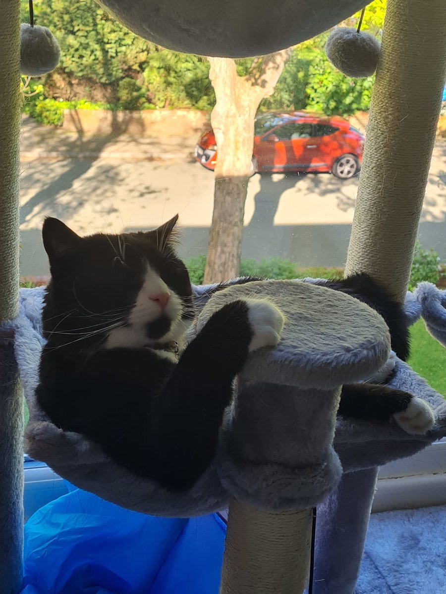 Andy has sent me this photo of #LennyTwoPoos 🐈‍⬛💩💩 asleep and I’m crying 😹😻 #LittleWeirdo