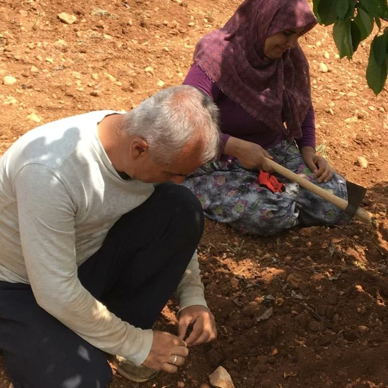 İlçe Müdürlüğümüz teknik personellerinin Bugün yaptıkları arazi çalışmalarında kiraz dip kurdu  capnodis tespit edilmiş olup çiftçilerimize gerekli teknik bilgiler verilmiştir