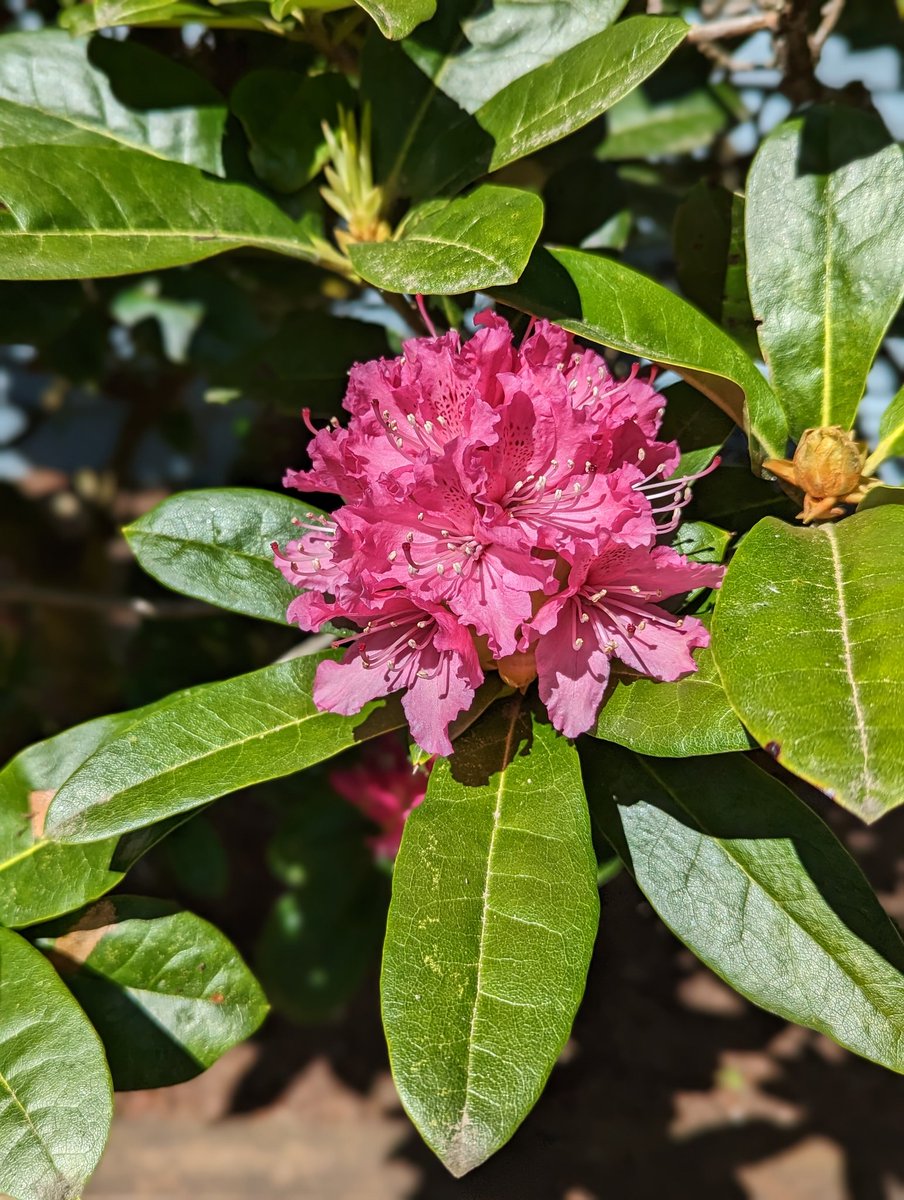 fWhip Bryce on Twitter "All the plants in our yard are really coming