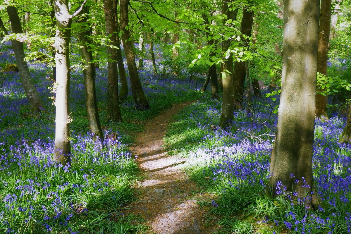 A path through the bluebells, Tollymore Forest Park, Newcastle #CountyDown.