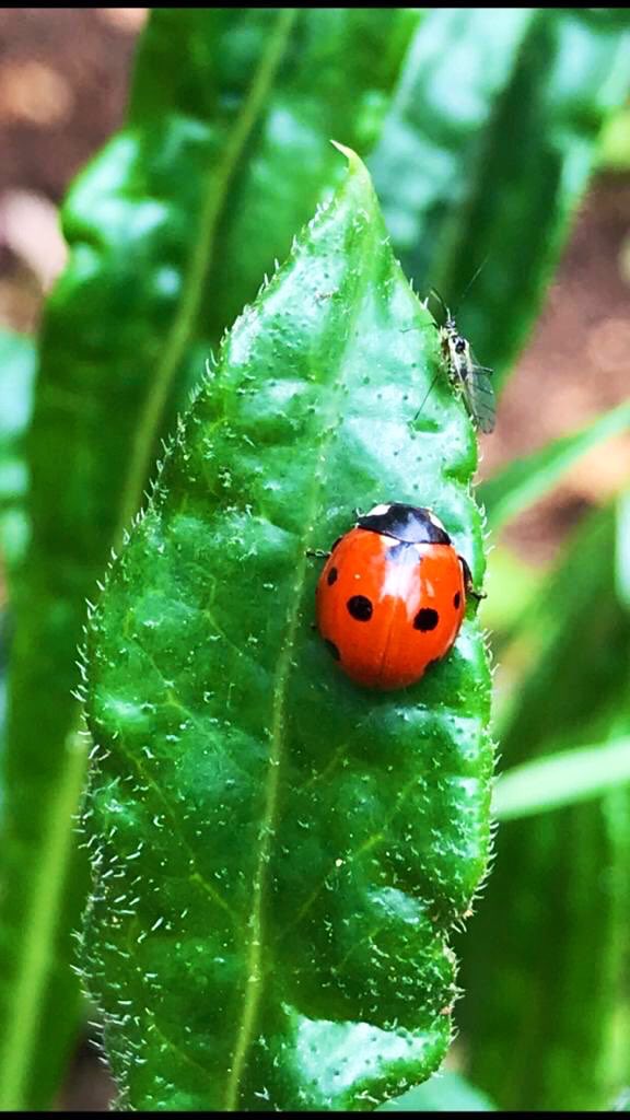Layal_T_'s tweet photo. Drop something green from your gallery https://t.co/HjrpPUbX7I