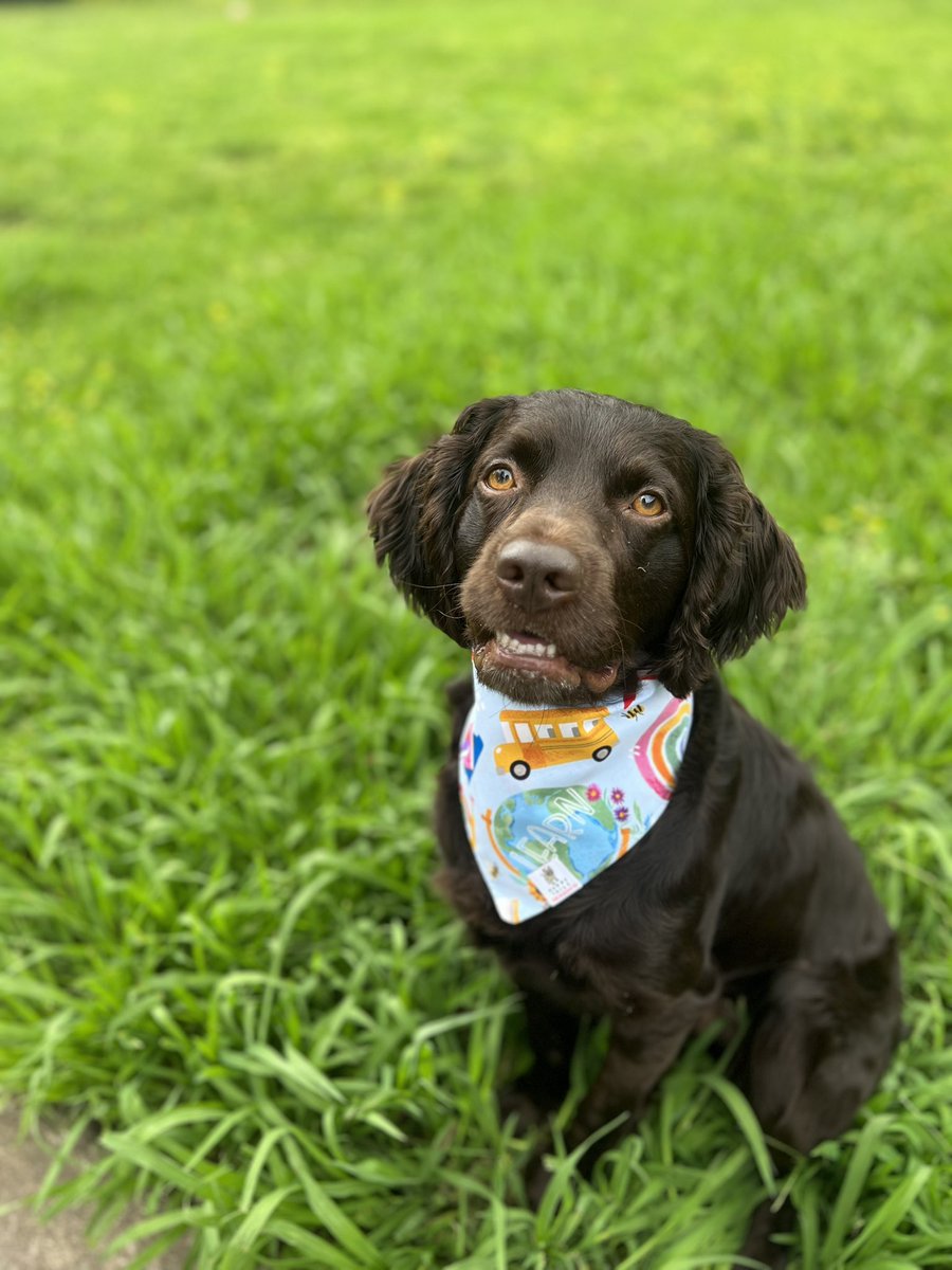 Hank with his Teacher Bandana 🍎📝
#BoykinSpaniel #NationalDogMomsDay 
#TeacherAppreciateWeek