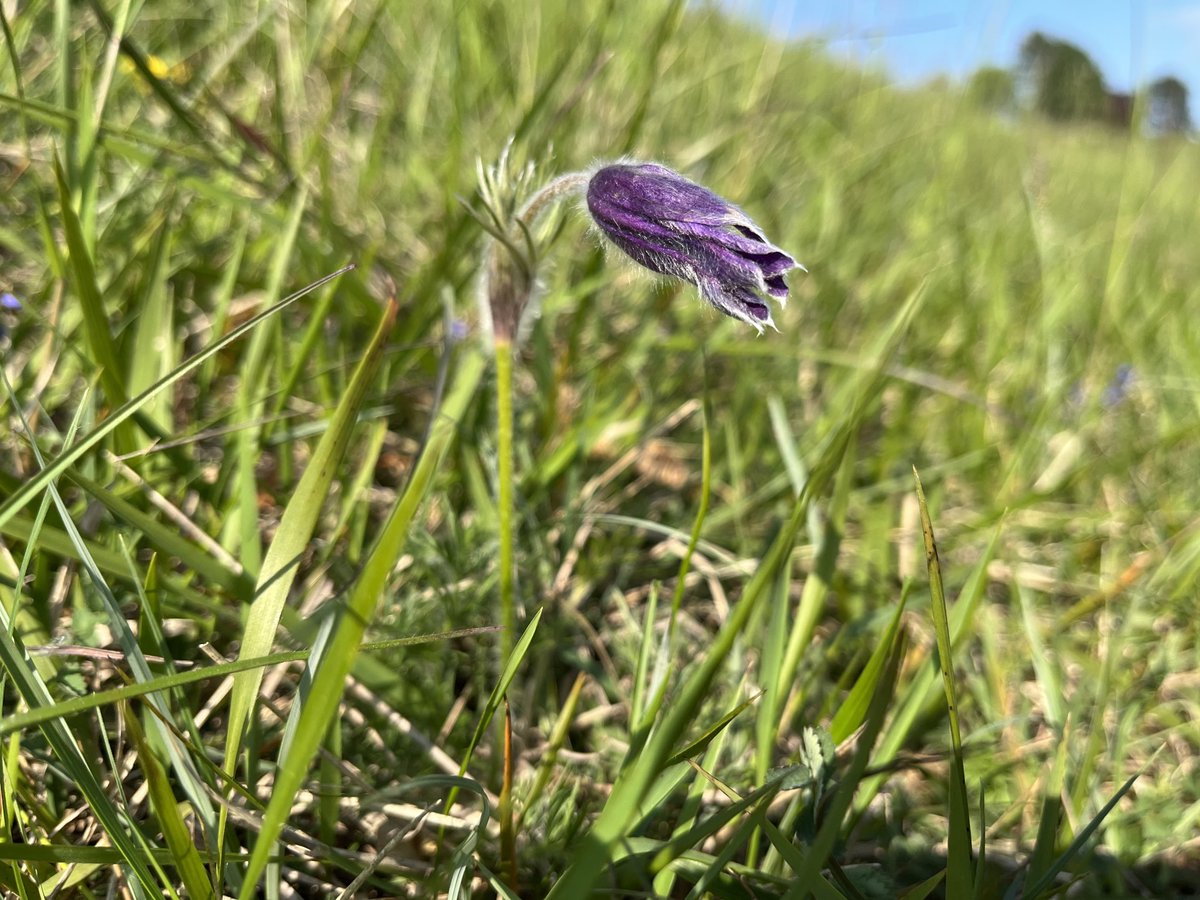 Rodborough common late afternoon stroll. Early purple orchids, pasqueflower. A few butterflies on the wing Green Hairstreak , Duke of Burgundy, Small Blue, Brown Argus, Small Heath, Orange Tip, Dingy Skipper and a Cistus Forester