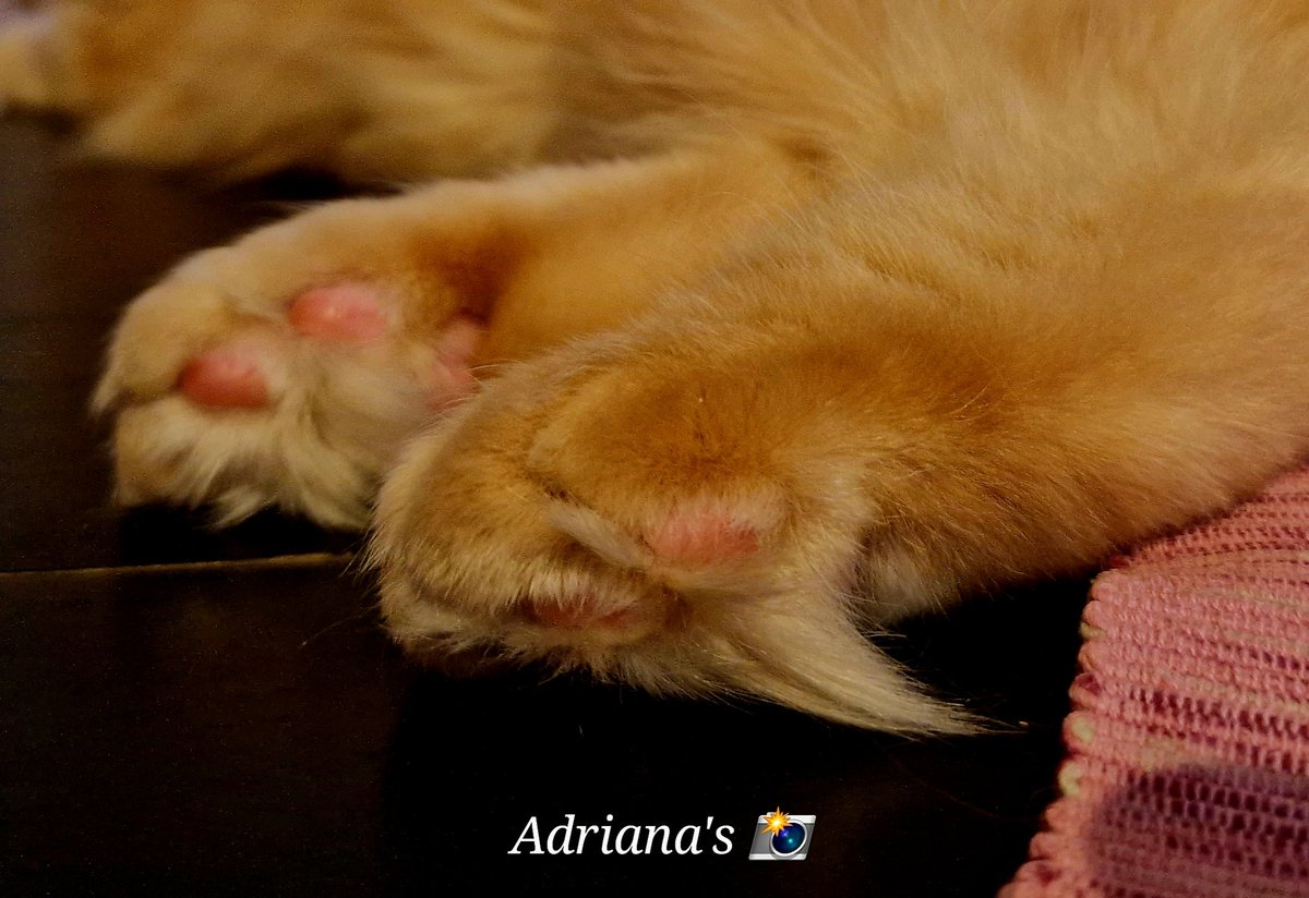 ArjaKastelein's tweet photo. Één van mijn 2 #oppaskatten... 🫶🐾🐾🐈 https://t.co/mMGVVSlrmP
