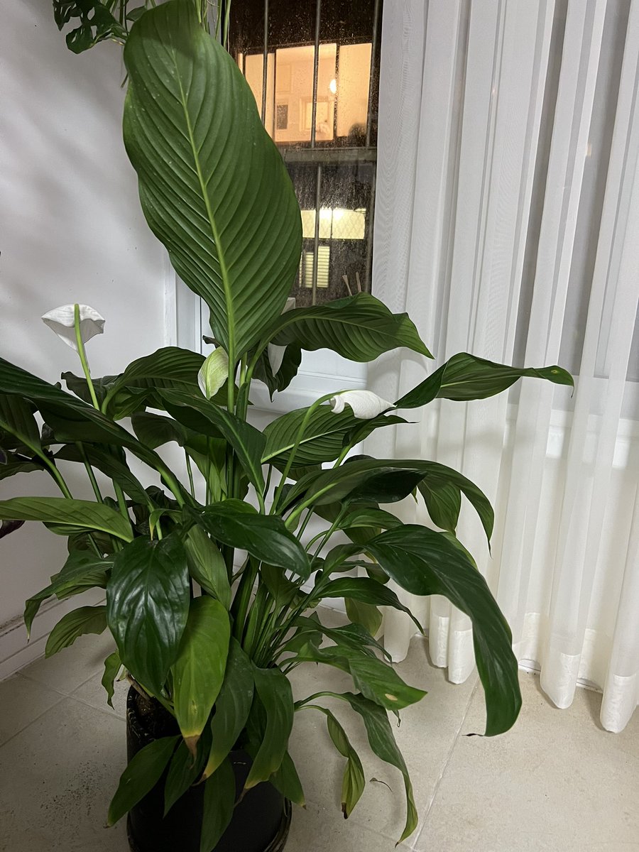 In the last year and half, working at #Microsoft , i achieved some nice things but my biggest achievement is keeping my welcome plant alive and even flourishing!