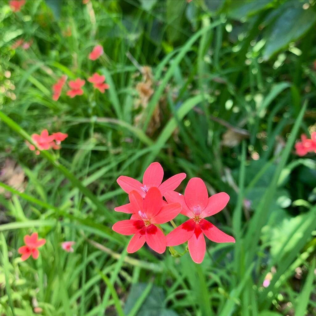 These little Freesias (Freesia laxa) are popping up around the gardens. Aren’t they beautiful! 🌸 . . #alamedagardens #alamedagardensgibraltar #gibraltarbotanicgardens #botanicalgardens #freesia #southafricaplants #iridaceae instagr.am/p/CsMRQJwrZTL/