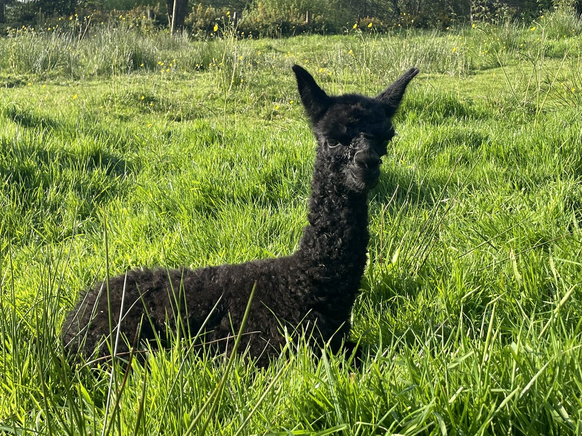 Amiryck Alpaca tweet media