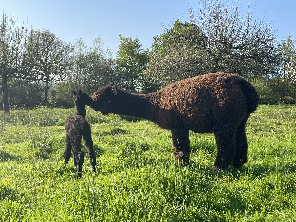 Amiryck Alpaca tweet media