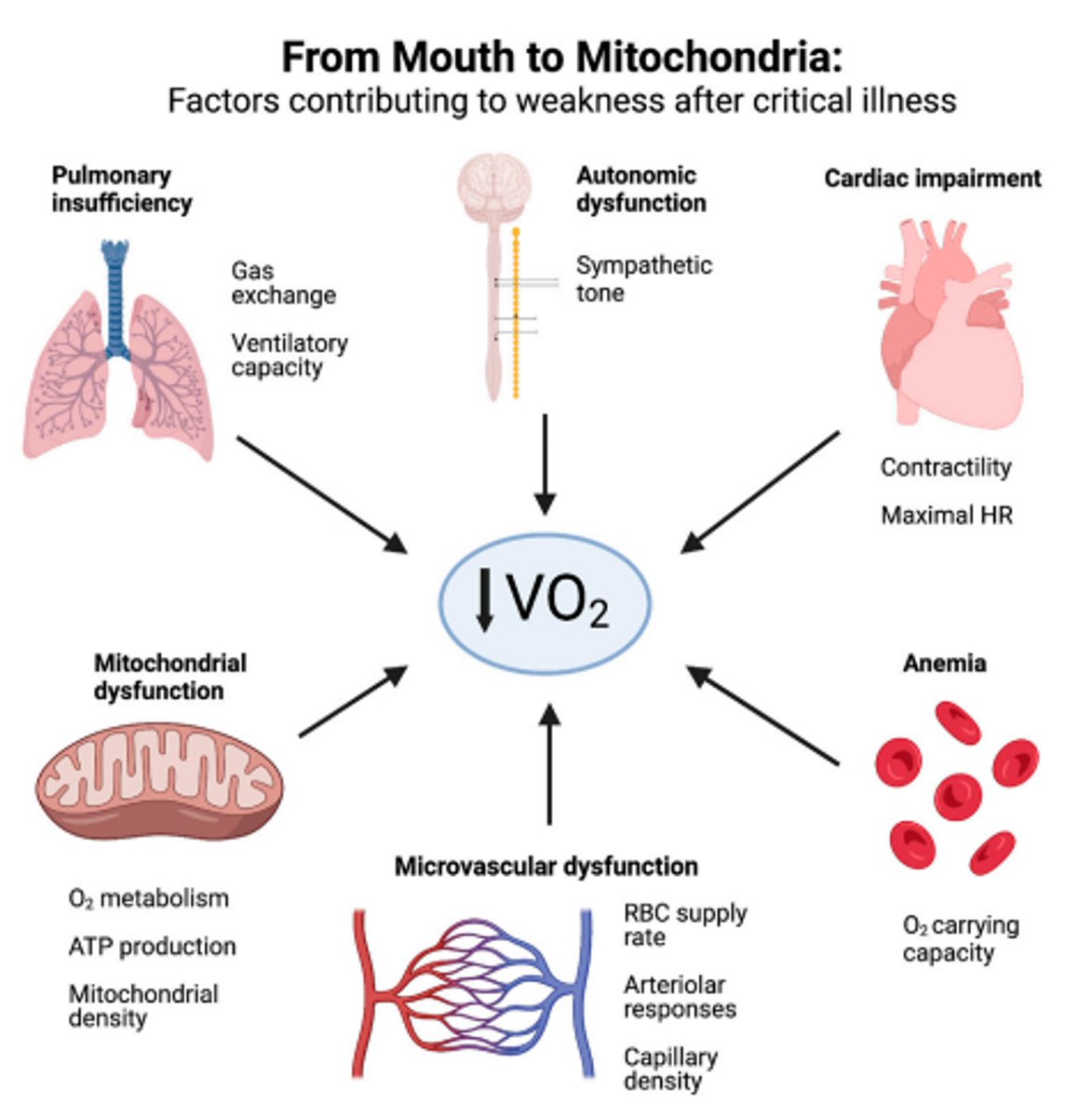 The role of the microcirculation and integrative cardiovascular physiology in the pathogenesis of ICU-acquired weakness

CCR Journal Watch
criticalcarereviews.com/latest-evidenc…