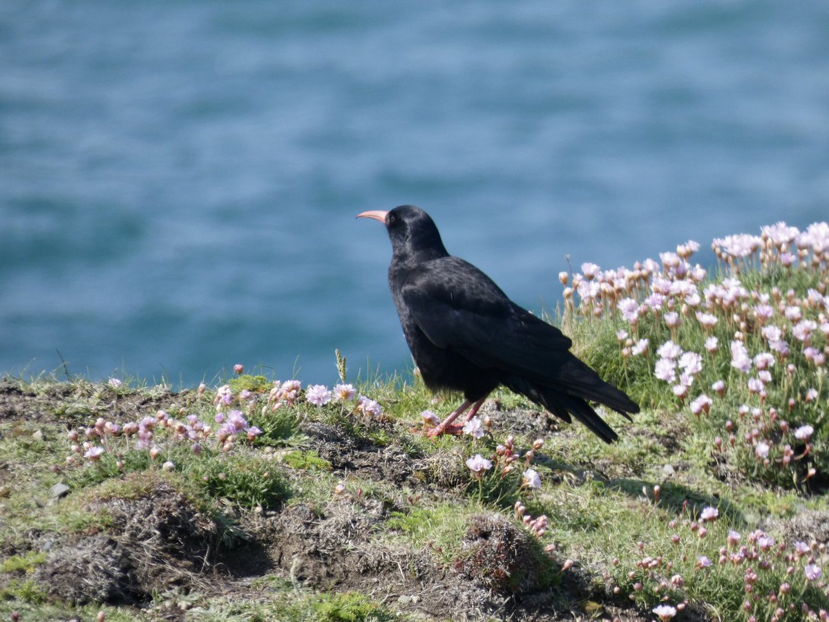 CliffsideKatie's tweet photo. Beauty, pretty chuffed in amongst the sea pinks. @cornishchoughs #choughs https://t.co/4CQeMq5PpZ