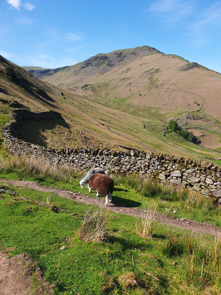 SheilaG17662835's tweet photo. Today's #wainwrightwalk saw us reach 100 of 214 since July 2021 not bad for us #over65s. We walked up the beautiful Greenburn Valley from #Grasmere and climbed Calf Crag and Gibson Knott.#sunshine and #Bluesky all day. #Cumbria #LakeDistrict @images_lake @FellPics https://t.co/J5GCC9gMJm