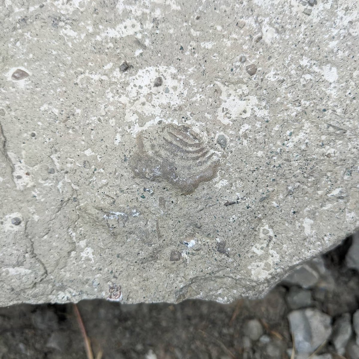 Second Saturday every month (that I'm in town) I am a volunteer paleontologist at Fort Negley teaching visitors about Nashville's geological history and searching for fossils in the limestone. Seeing people of all ages get excited about science is rejuvenating!