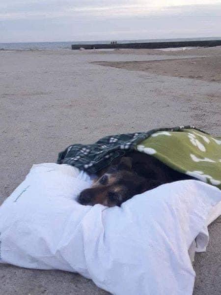 Cats_dogs_kit's tweet image. A man who took his terminal dog to see the sea for the last time wrote:
"I'm crazy for bringing you here in your condition... but I wanted to give you that emotion... I know that you love to see the vastness of the sea; the same immensity of love I have for you, Greta.