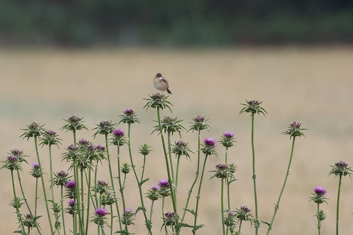 tonimartivico's tweet photo. #papamosquesgris #bitxaccomu #trist #passerell #ocellsdecatalunya #ocellsdelmaresme #birdingcatalunya
Altres de la Bassa de Can Dunyó. https://t.co/kfvux4QFlz