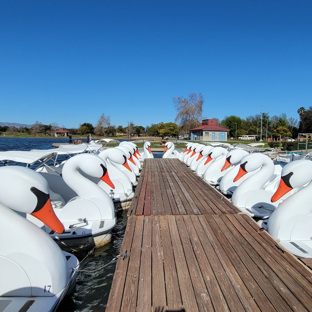 Our Swan Boats are lined up and ready to be boarded. All that's missing is you!

Find an open location near you:
bit.ly/swan-boat-near…

#wheelfunrentals #WFR #familyfun #thingstodo #boatrentals #exploreoutdoors #swanboats #pedalboats #weekendadventures