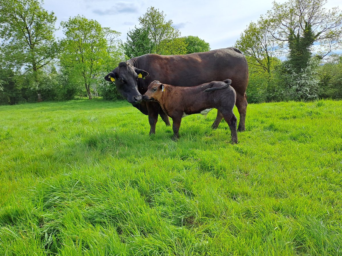 Black limousin cow with her bb5214 bull calf #sucklers @doveagenetics