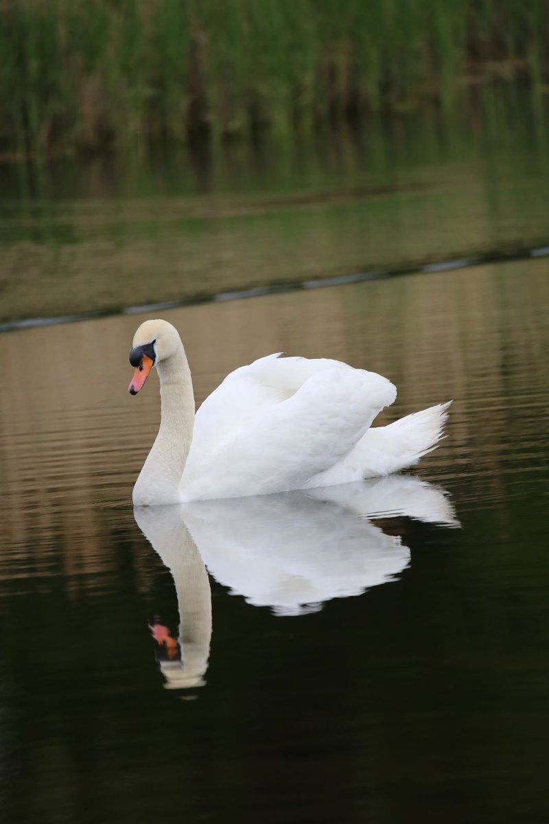 plingwood's tweet image. Reflections @ Herrington Country Park