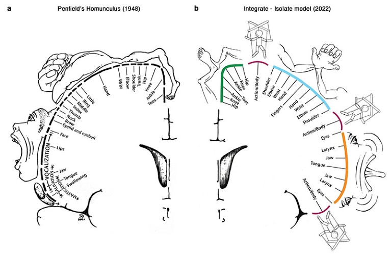 Did you know the famous homunculus was updated recently? Here is the new one, published in Nature last month. It accounts for coordinated complex movements that the 1948 one lacked.

#MedTwitter #Neurology