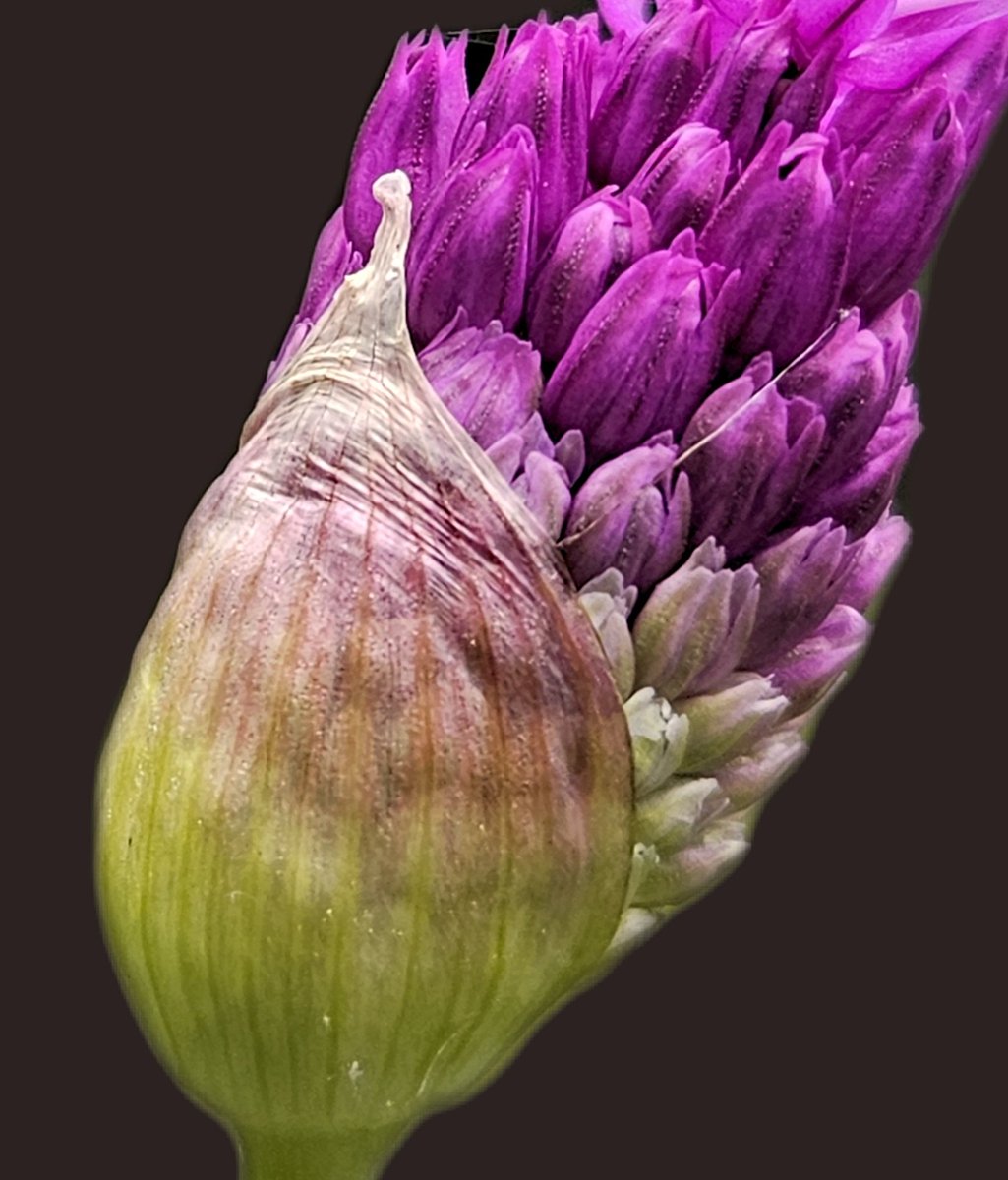 Ames Collection tweet media