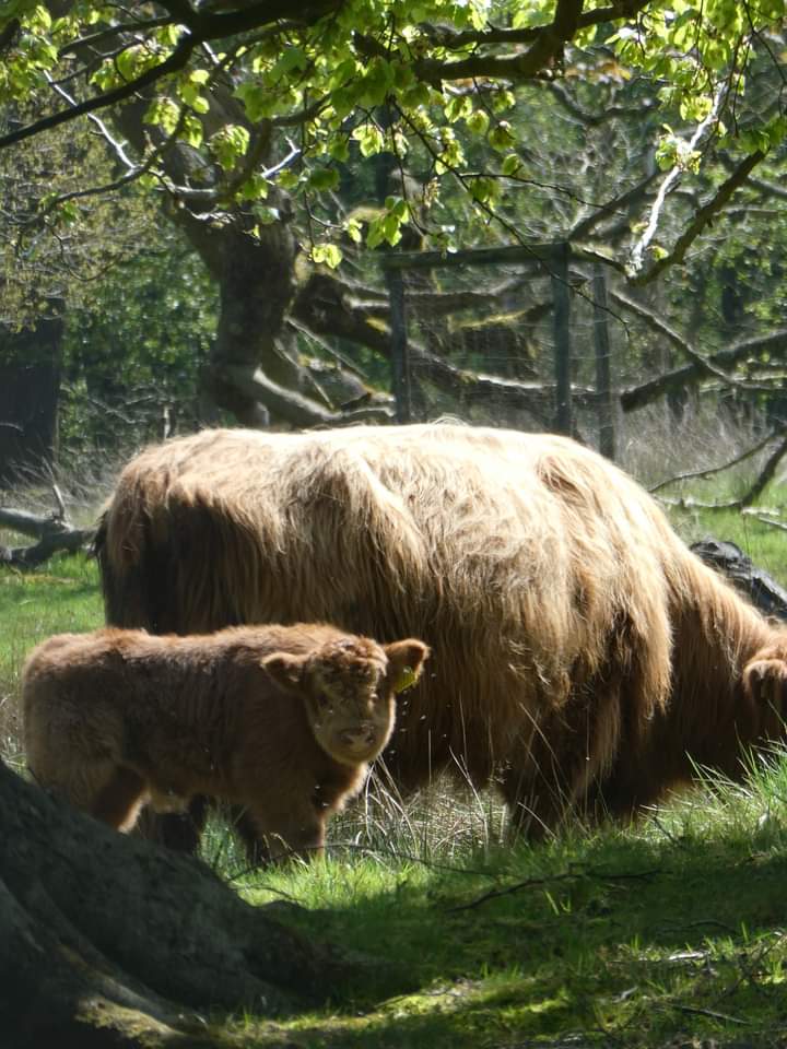 glitterant's tweet photo. Conservation cuteness @NTLymePark @nationaltrust https://t.co/aoujY9JCio