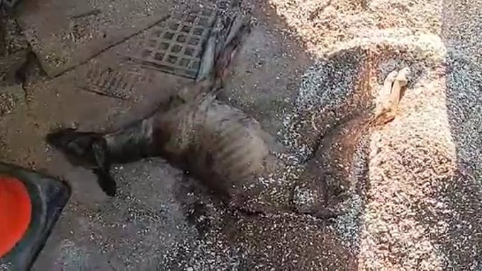 El caso aislado de hoy: Rescatados cinco perros y dos caballos abandonados y una galga moribunda en una finca de Campo Real (Madrid). Pero la ley de protecciónatenta contra el mundo rural porque patatas....
europapress.es/madrid/noticia…