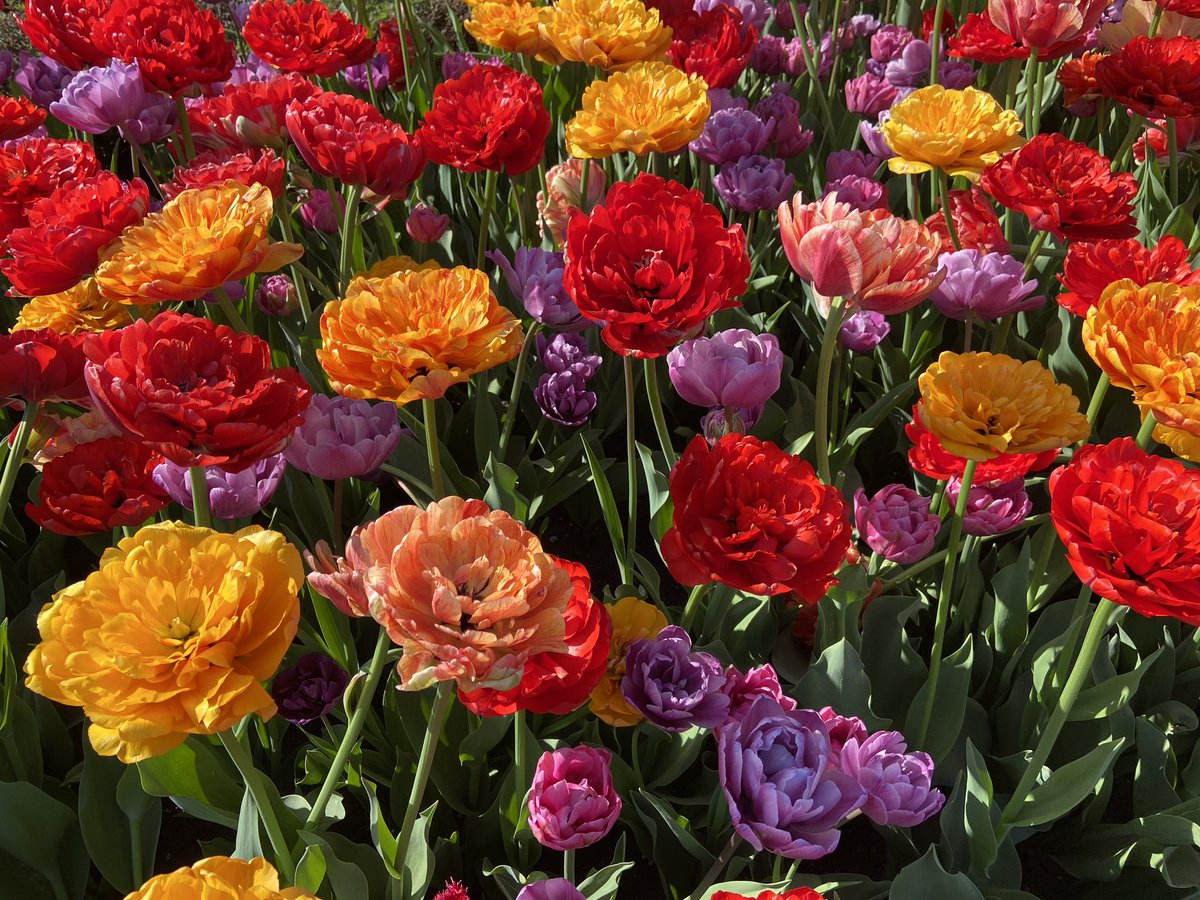 Urban hike this morning. These tulips are amazing! <a href="/NCC_CCN/">National Capital Commission</a> #yow #tulipfestival