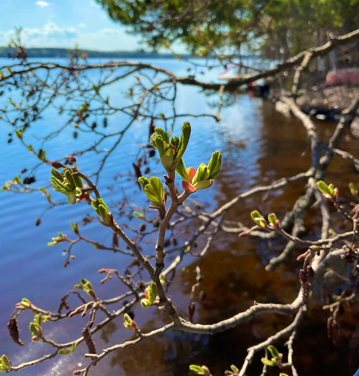 Kevätlämpö pukee lepän teemaväriin.