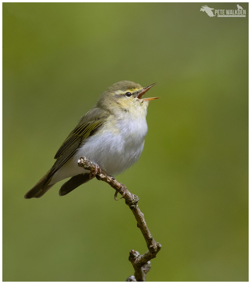 Wood Warbler - adding to the glorious chorus of a woodland. #woodwarbler #warbler #spring #springwatch #Mull #ThePhotoHour #nature #wildlifephotography