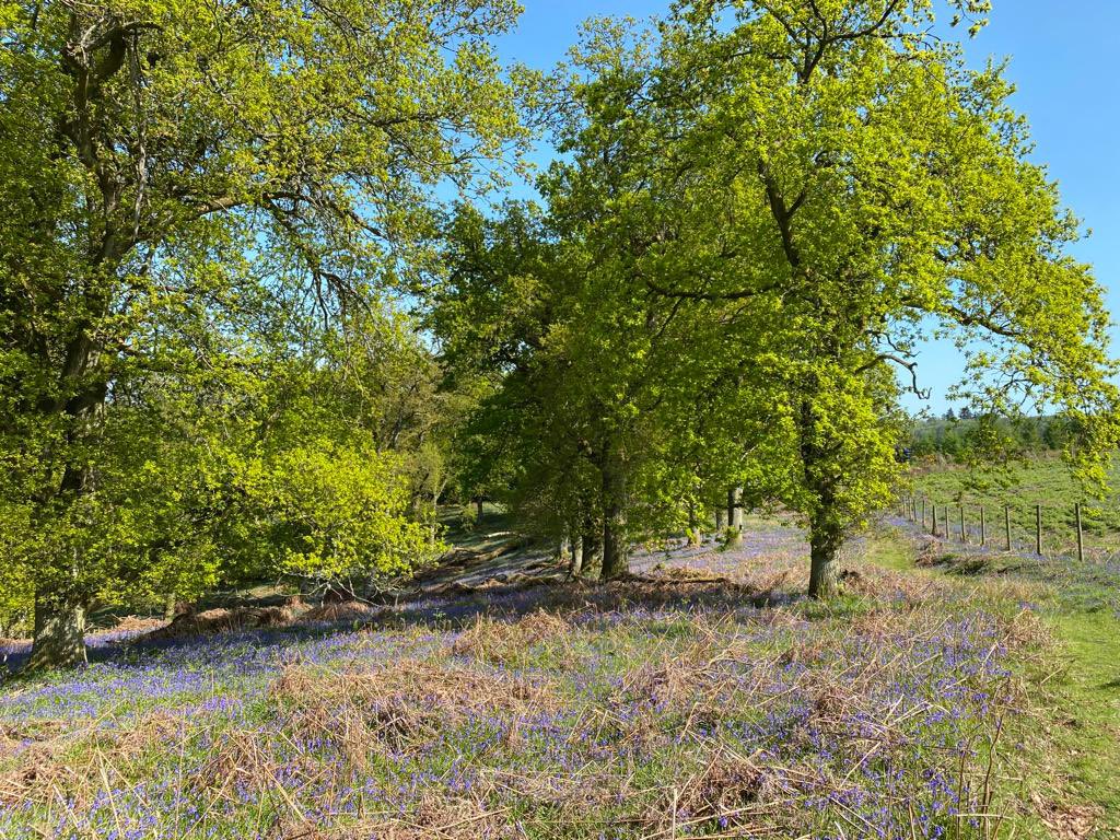 Moccas Church tweet media