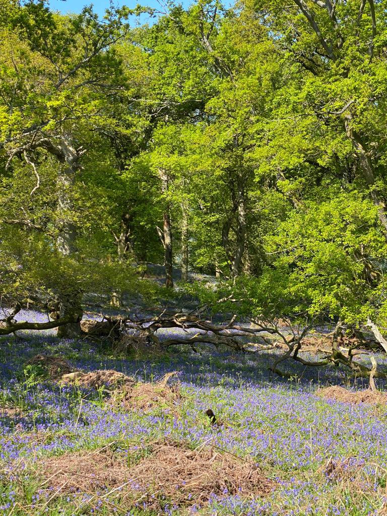 Moccas Church tweet media