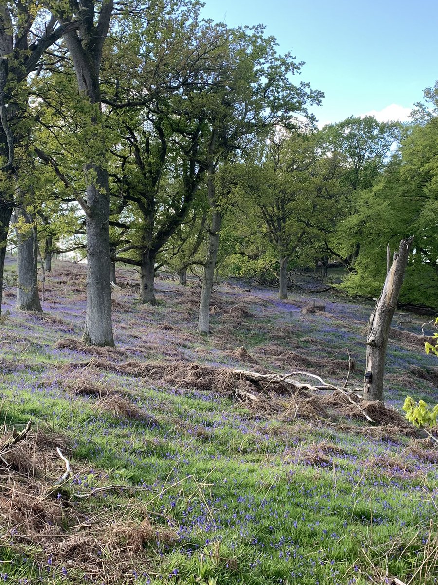 Moccas Church tweet media