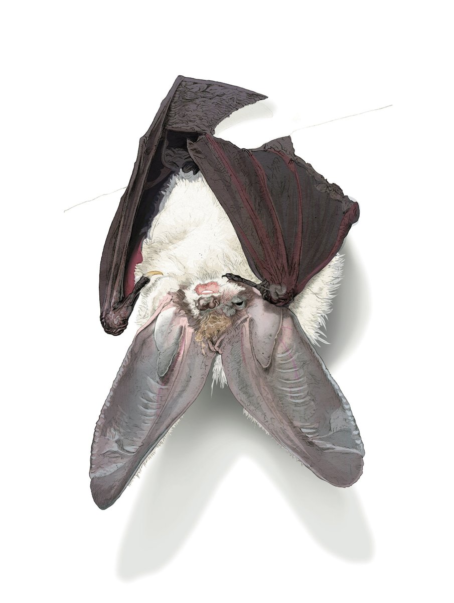 Calling all bat-lovers! Join us in the search to identify bats in the North York Moors and <a href="/Howardian_Hills/">Howardian Hills National Landscape</a>.

Become a citizen scientist 👇
northyorkmoors.org.uk/looking-after/…

Made possible by #NationalLottery Players and <a href="/HeritageFundNOR/">The National Lottery Heritage Fund North</a> 

📷 Illustration by <a href="/nickillustrator/">Nick Ellwood</a>