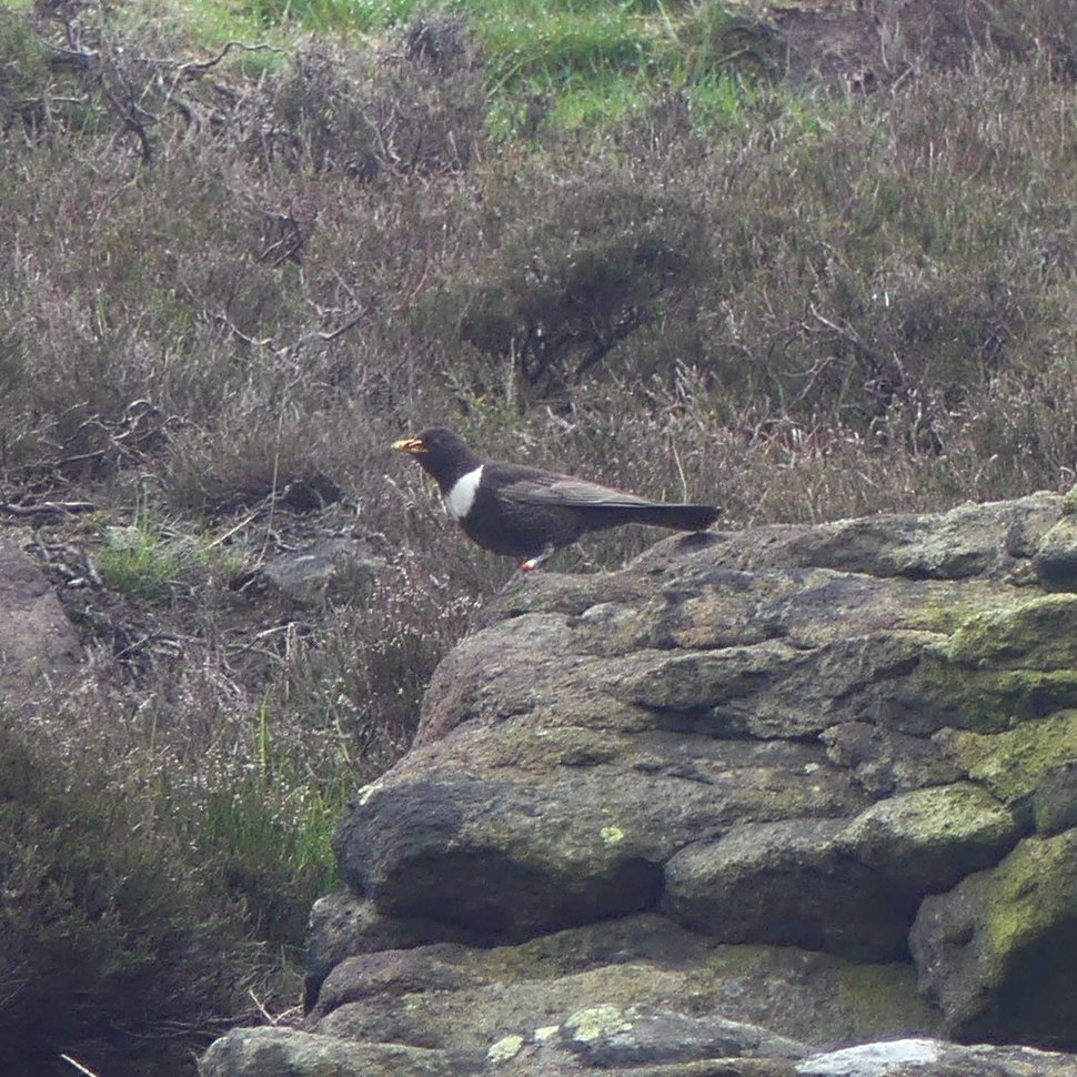 This male Ring Ouzel started his life on Higger Tor, spent last summer hanging out in the bracken feasting on bilberries, before heading to (likely) Morocco for the winter. Now he's back in the Peak District rearing his own brood on Bamford Edge. #WorldMigratoryBirdDay